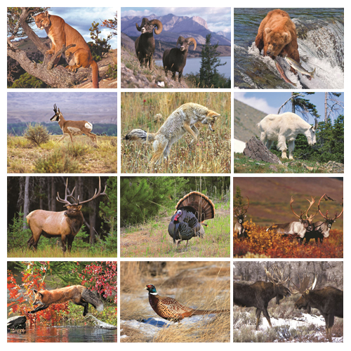 Personalized Wildlife Calendar - Wildlife #803